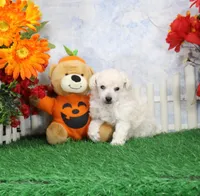 Vance, AKC Grand Champion Sired, a male Poodle - Toy  for sale in Butler, MO – 2 of 4
