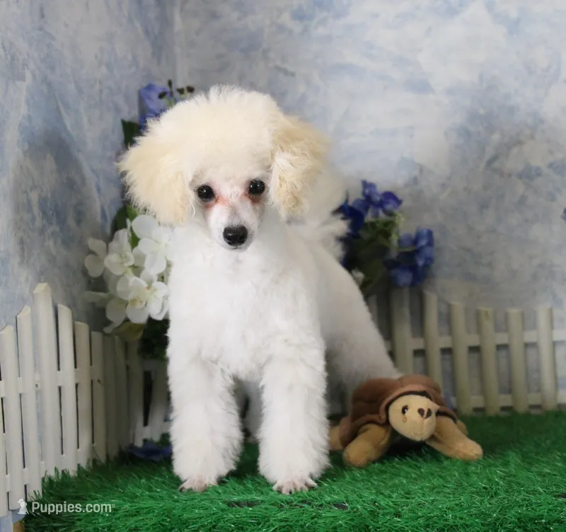 Stan, AKC Champion Sired – Poodle - Toy  puppy for sale in Butler, MO