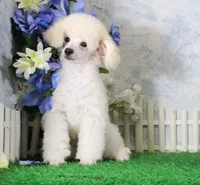 Sampson, AKC Champion Sired, a male Poodle - Toy  for sale in Butler, MO – 2 of 9