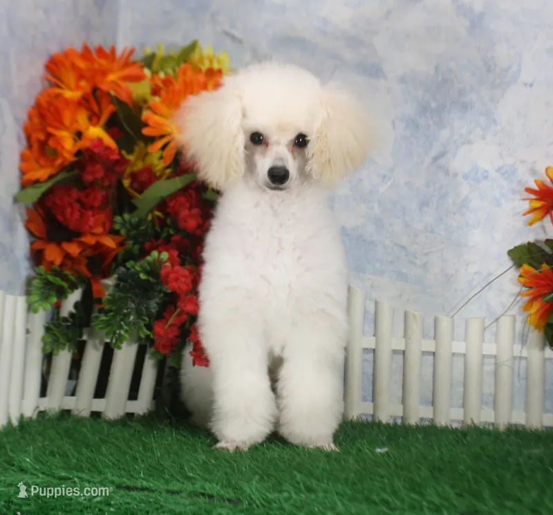 Shazam, AKC Champion Sired – Poodle - Toy  puppy for sale in Butler, MO