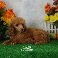 Allen, AKC Champion Sired, a male Poodle - Toy  for sale in Butler, MO – Photo 8 of 8