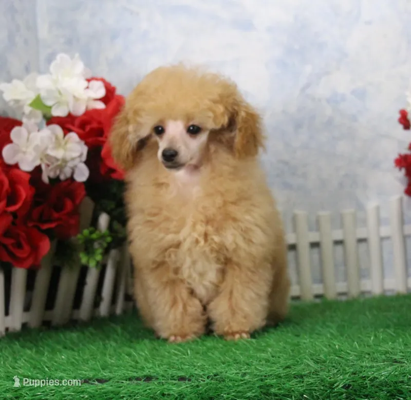 Allen, AKC Champion Sired