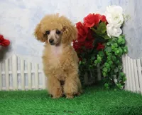 Allen, AKC Champion Sired, a male Poodle - Toy  for sale in Butler, MO – Photo 1 of 8