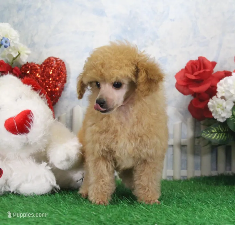 Allen, AKC Champion Sired