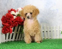 Allen, AKC Champion Sired, a male Poodle - Toy  for sale in Butler, MO – Photo 3 of 8