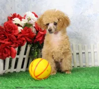 Allen, AKC Champion Sired, a male Poodle - Toy  for sale in Butler, MO – Photo 4 of 8