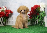 Allen, AKC Champion Sired, a male Poodle - Toy  for sale in Butler, MO – Photo 2 of 8