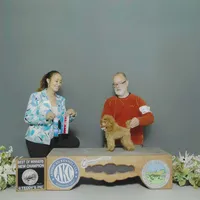 Allen, AKC Champion Sired, a male Poodle - Toy  for sale in Butler, MO – Photo 7 of 8