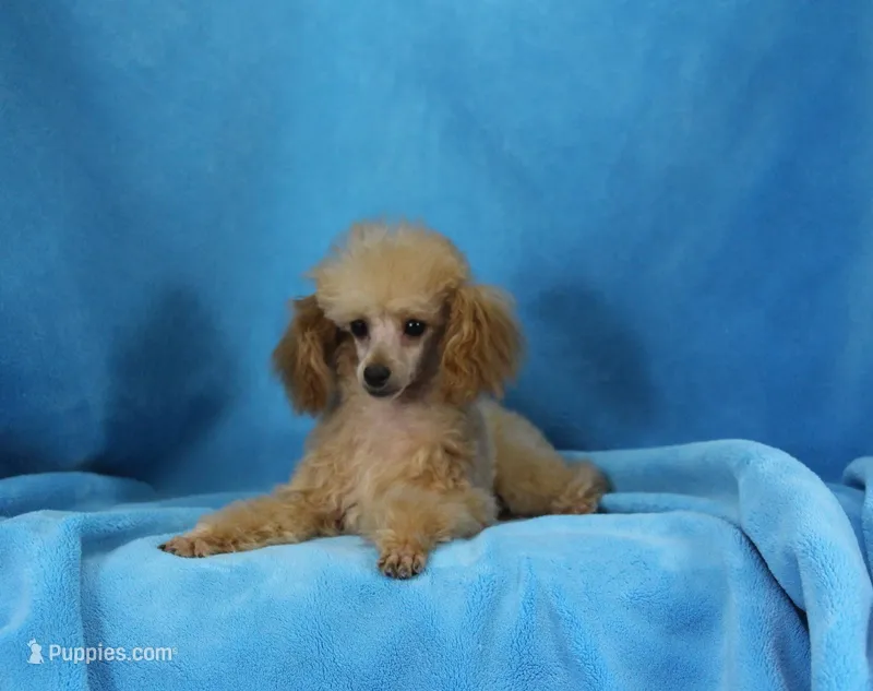 Allen, AKC Champion Sired – Poodle - Toy  puppy for sale in Butler, MO