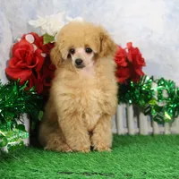 Allen, AKC Champion Sired, a male Poodle - Toy  for sale in Butler, MO – Photo 6 of 8
