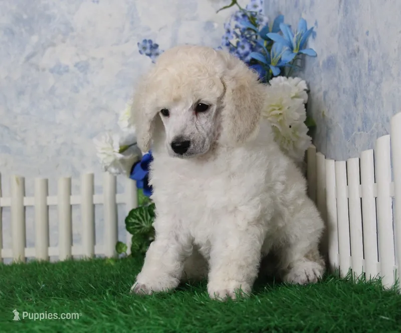 Parker, AKC Champion Sired – Poodle - Toy  puppy for sale in Butler, MO