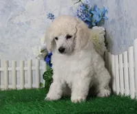 Parker, AKC Champion Sired, a male Poodle - Toy  for sale in Butler, MO – 1 of 4
