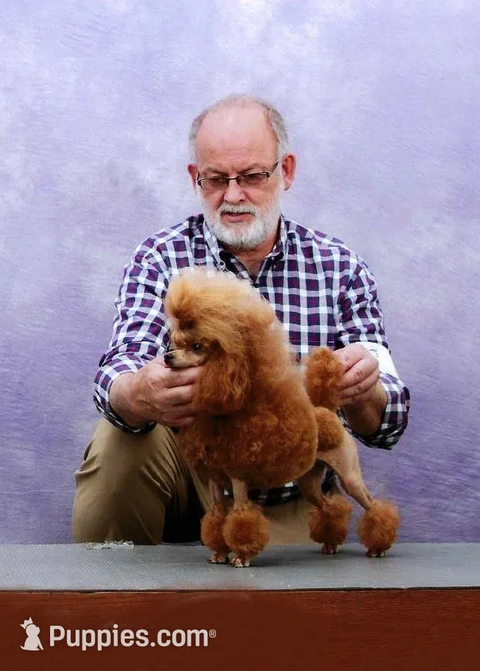 Bubbles, AKC Champion Sired, a female Poodle - Toy  for sale in Butler, MO – 5 of 6