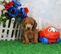 Tyler, AKC Champion Sired, a male Poodle - Toy  for sale in Butler, MO – 4 of 4
