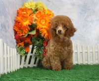 Marlo, AKC Champion Sired, a male Poodle - Toy  for sale in Butler, MO – 3 of 7