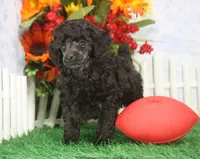 Berry, AKC Champion Sired, a male Poodle - Toy  for sale in Butler, MO – 2 of 4