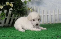 Shazam, AKC Champion Sired, a male Poodle - Toy  for sale in Butler, MO – 3 of 6