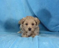 Joey, ICA, a male Maltipoo for sale in Butler, MO – 4 of 4