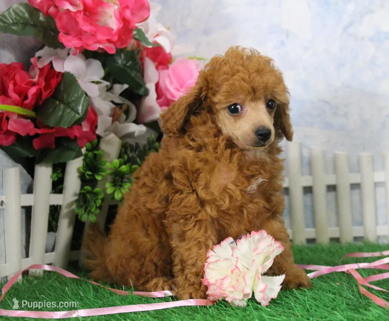 Bella, AKC Champion Sired