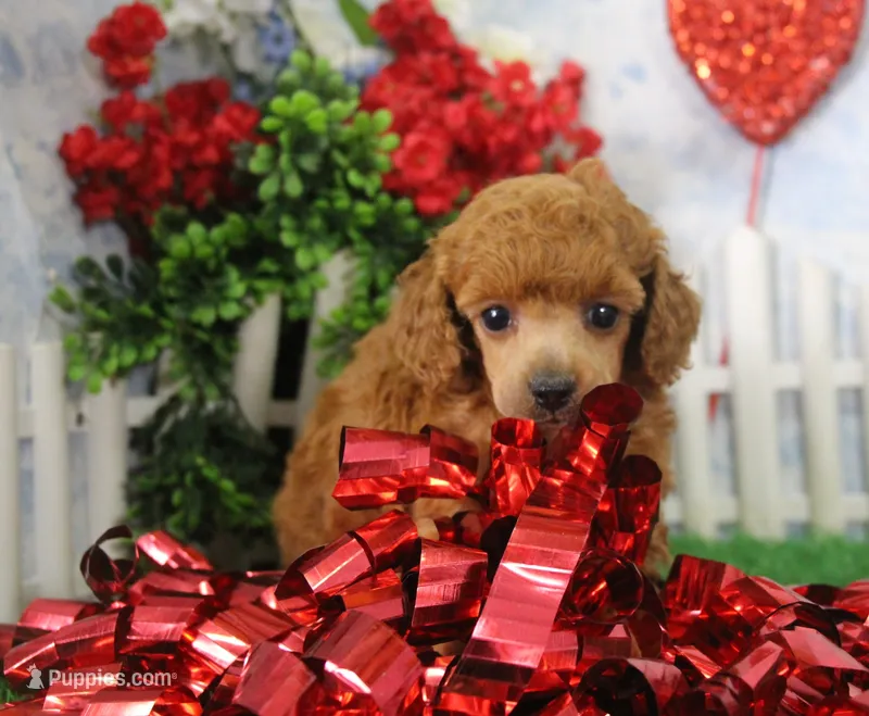 Bella, AKC Champion Sired