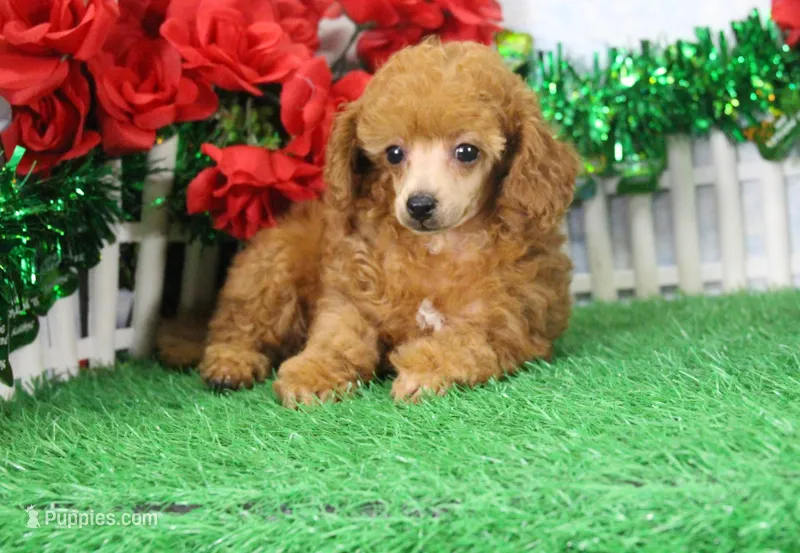 Bella, AKC Champion Sired