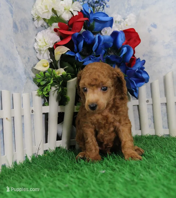 Tyler, AKC Champion Sired – Poodle - Toy  puppy for sale in Butler, MO