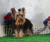 Hobo, AKC, a male Yorkshire Terrier for sale in Butler, MO – 2 of 10