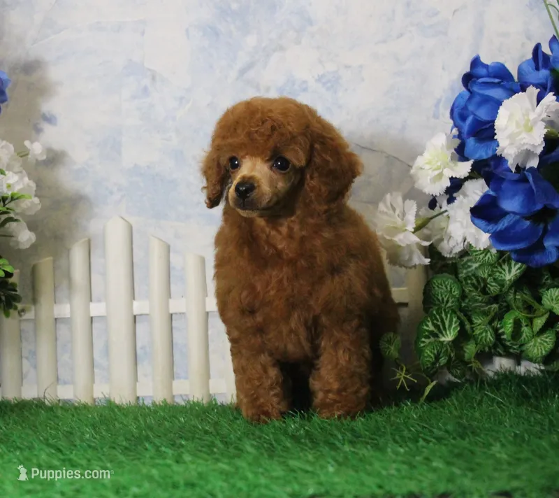 Bingo, AKC Champion Sired – Poodle - Toy  puppy for sale in Butler, MO