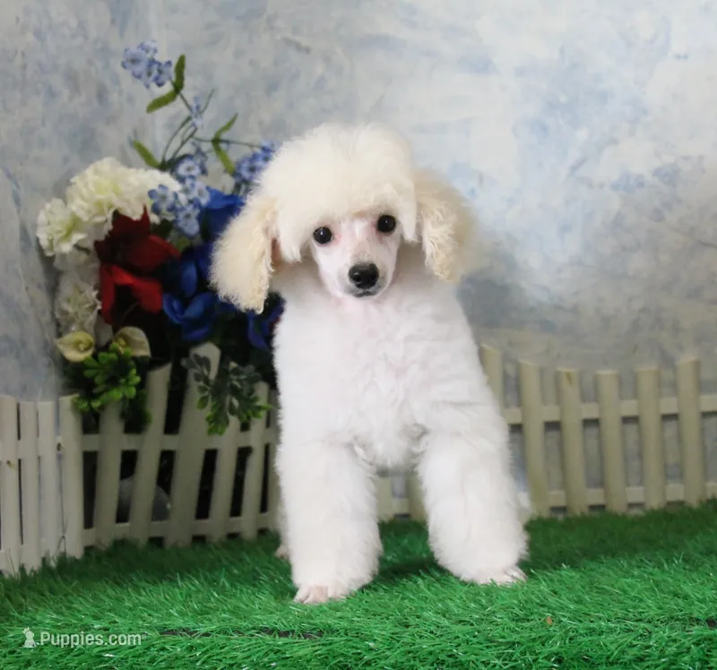 Shazam, AKC Champion Sired – Poodle - Toy  puppy for sale in Butler, MO