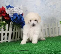 Pansy, AKC Champion Sired, a female Poodle - Toy  for sale in Butler, MO – 2 of 4