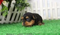 Yukon, AKC, a male Yorkshire Terrier for sale in Butler, MO – 2 of 6