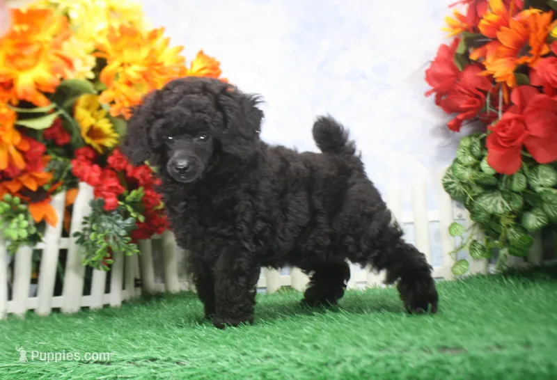 Scotty, AKC Champion Sired – Poodle - Toy  puppy for sale in Butler, MO