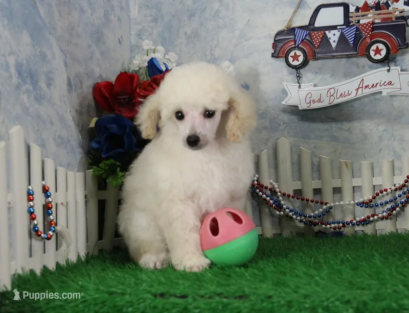 Ranger, AKC Champion Sired – Poodle - Toy  puppy for sale in Butler, MO
