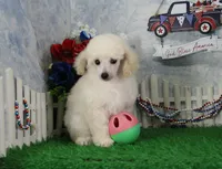 Ranger, AKC Champion Sired, a male Poodle - Toy  for sale in Butler, MO – 1 of 8