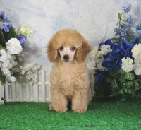 Andy, AKC Champion Sired, a male Poodle - Toy  for sale in Butler, MO – 6 of 7