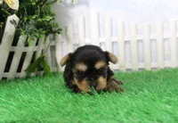 Lance,AKC, a male Yorkshire Terrier for sale in Butler, MO – 2 of 6