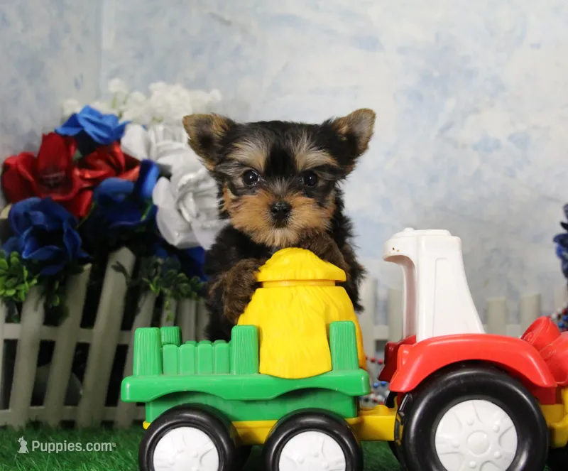Landon, AKC – Yorkshire Terrier puppy for sale in Butler, MO