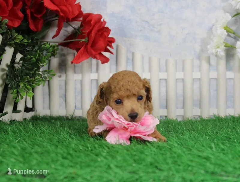 Candy, AKC Champion Sired – Poodle - Toy  puppy for sale in Butler, MO