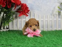 Candy, AKC Champion Sired, a female Poodle - Toy  for sale in Butler, MO – Photo 1 of 6