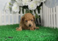 Candy, AKC Champion Sired, a female Poodle - Toy  for sale in Butler, MO – Photo 3 of 6