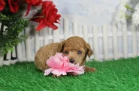 Candy, AKC Champion Sired, a female Poodle - Toy  for sale in Butler, MO – Photo 2 of 6