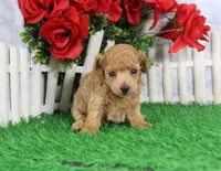 Candy, AKC Champion Sired, a female Poodle - Toy  for sale in Butler, MO – Photo 4 of 6