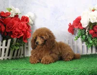 Callie, AKC Champion Sired, a female Poodle - Toy  for sale in Butler, MO – Photo 1 of 6