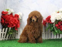 Callie, AKC Champion Sired, a female Poodle - Toy  for sale in Butler, MO – Photo 2 of 6