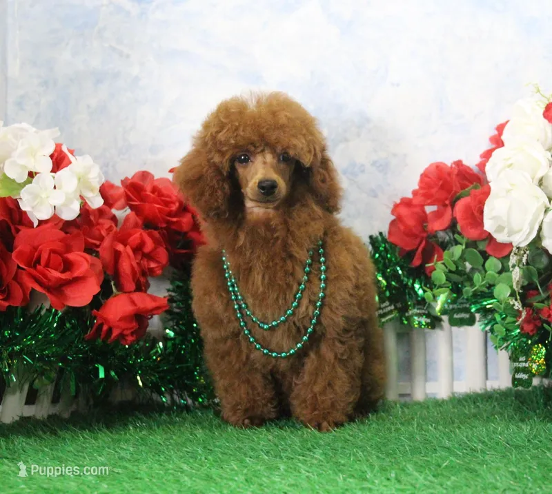 Callie, AKC Champion Sired