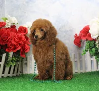 Callie, AKC Champion Sired, a female Poodle - Toy  for sale in Butler, MO – Photo 4 of 6
