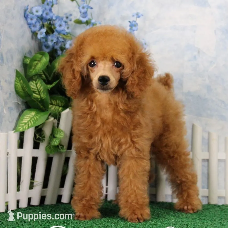 Callie, AKC Champion Sired, a female Poodle - Toy  for sale in Butler, MO – Photo 6 of 6