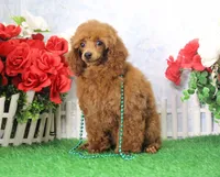 Callie, AKC Champion Sired, a female Poodle - Toy  for sale in Butler, MO – Photo 3 of 6