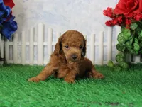 Bingo, AKC Champion Sired, a male Poodle - Toy  for sale in Butler, MO – 2 of 4