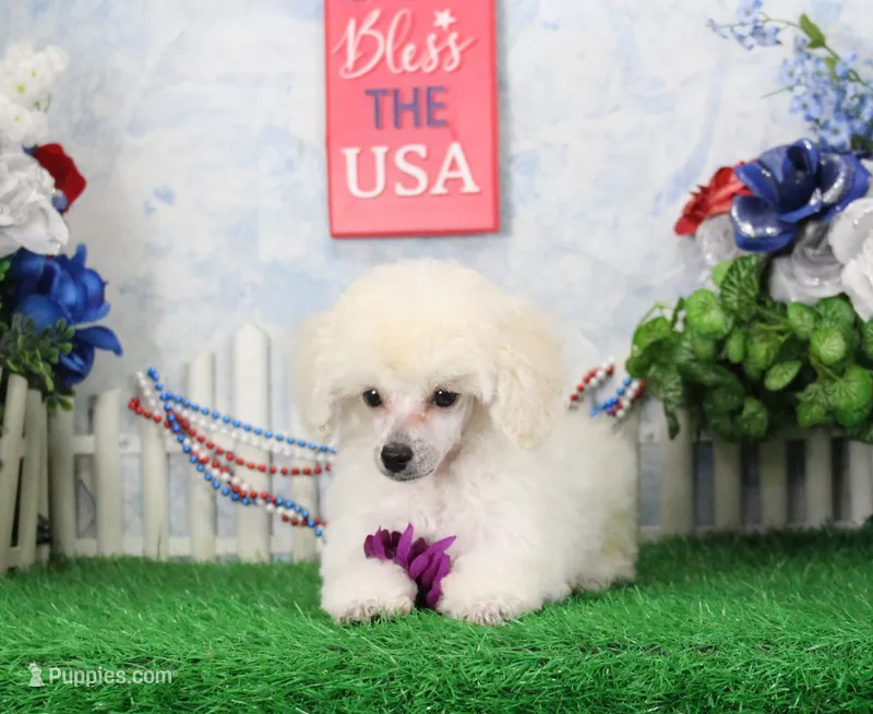 Robin, AKC Champion Sired – Poodle - Toy  puppy for sale in Butler, MO